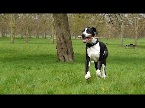 Great Dane s Guide to Being a Lap Dog Cuddle Time