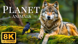 Plannet Animals 8K ULTRA HD - Wild Animals of Rainforest With Calming Music