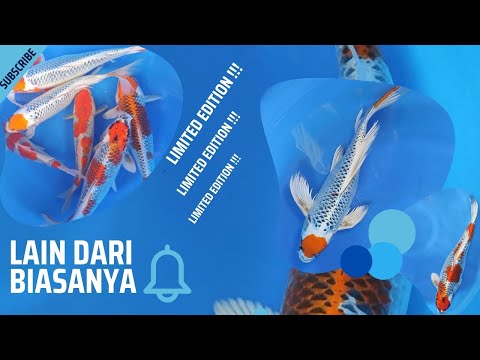 REVIEW ‼️ IKAN KOI ANTIKAN SPECIAL MALAM MINGGU 🤩 ARINOR KOI 🤩