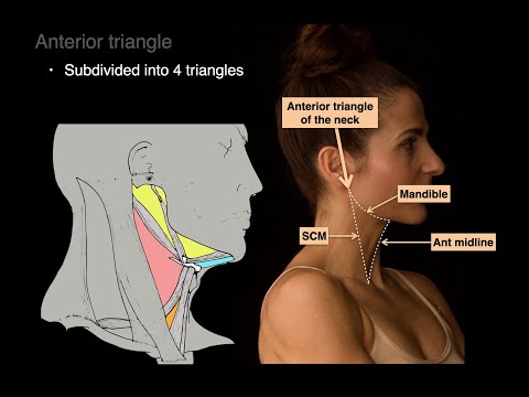 Triangles of the Neck