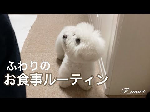 ふわりのお食事ルーティン　ｰビションフリーゼ犬ｰ