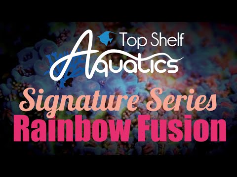 Signature Series - Top Shelf Aquatics Rainbow Fusion