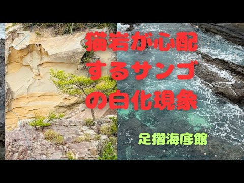 岩猫が心配する「サンゴの白化現象」！海水温上昇でサンゴが悲鳴！