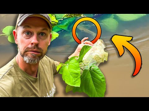 Feeding My Garden Pests to MY FISH!