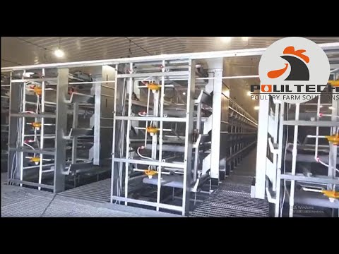 100 Thousand Pullets (Chicks) Cage With Fully Automatic Equipment For Chicks Farm.