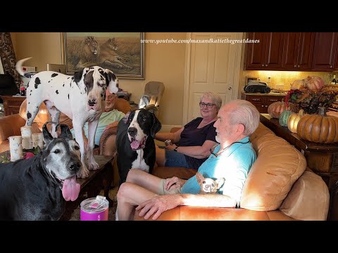 Funny Cat Doesn't Want To Miss Chihuahua's Visit With Great Dane Friends