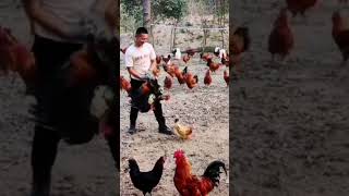 How to start a poultry farm business #youtubeshorts #chicken #poultry #farm #shorts #youtubestudio