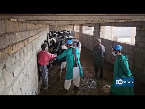 Cattle vaccination campaign kicks off in Kandahar | آغاز روند واکسین ۲۵ هزار راس گاو در کندهار