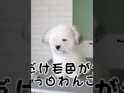 【前回の動画でみんなにいろんなこと言われて…】#shorts