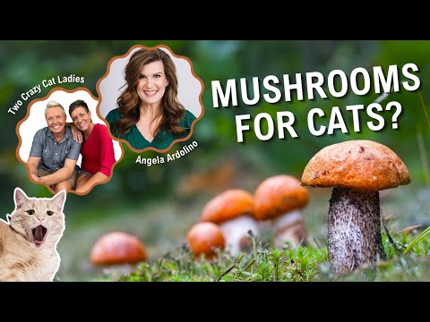 Mushrooms For Cats with Angela Ardolino | Two Crazy Cat Ladies