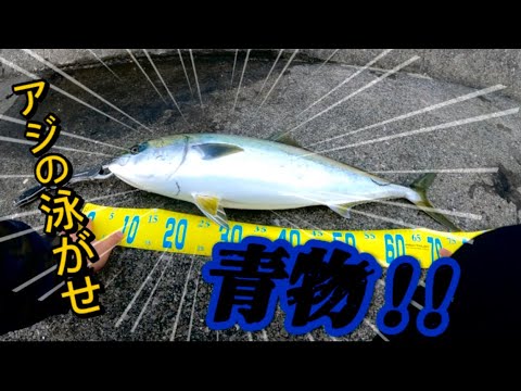 【泳がせ釣り】アジを泳がせたら青物喰ってきた！！