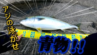 【泳がせ釣り】アジを泳がせたら青物喰ってきた！！