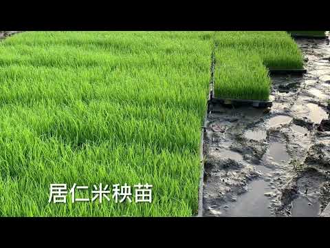 宜蘭寒流來襲～高蹺鴴雨中散步田間 #陳家庄居仁米