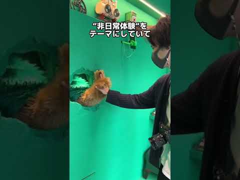 【鬼バズり！？】クマがドリンクを渡すカフェ【原宿】#最新カフェ