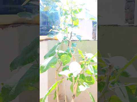 మారేడు చెట్టును ఇంట్లో ఉంచుకోవచ్చా - Benefits Of Indian Bael Tree In Home ...#machirajukirankumar