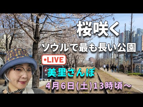 【美里さんぽLive】桜咲くソウルで最も長い公園を歩く！