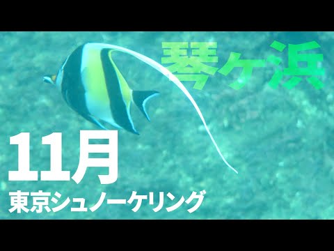 ＃１５琴ヶ浜でシュノーケリング（2018年11月）【東京シュノーケリング】