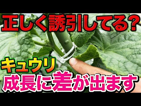 【〇〇を意識！】キュウリ栽培で今の時期とても重要な誘引時に意識する皆さんはできてますか？