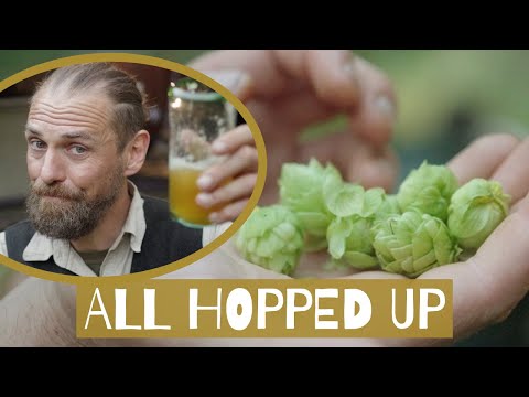 All Hopped Up - Medicinal Benefits of Hops