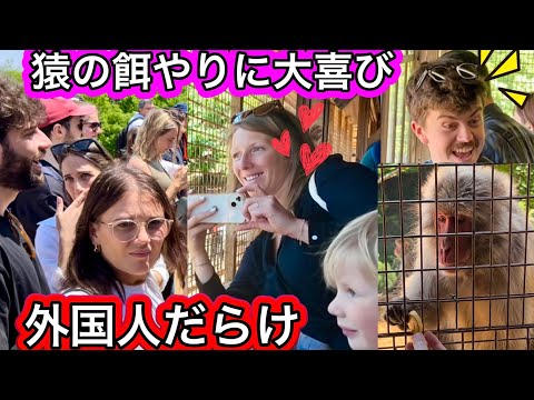 Amazing Kyoto! Feeding Wild Monkeys