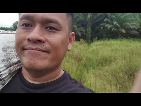 Palm Oil Plantation Progress – A Year in the Making at 9th November 2024