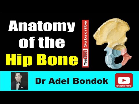 Anatomy of the Hip Bone, Osteology, Dr Adel Bondok Making Anatomy Simple