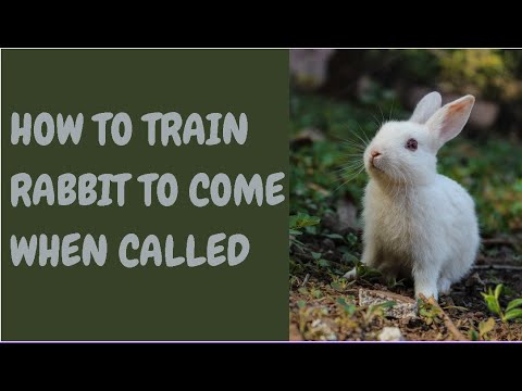 How To Train Rabbit To Come When Called