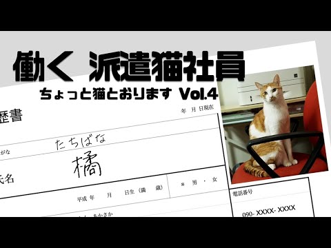 『ちょっと猫とおります』Vol.4「働く派遣猫社員」