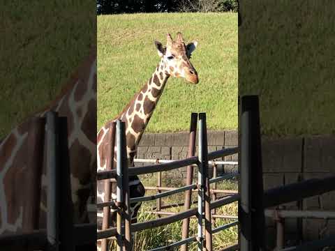 #shorts キリンのヨウタくん　千葉市動物公園