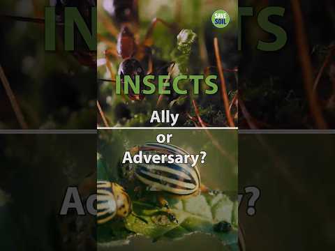 Insects – Ally or Adversary?