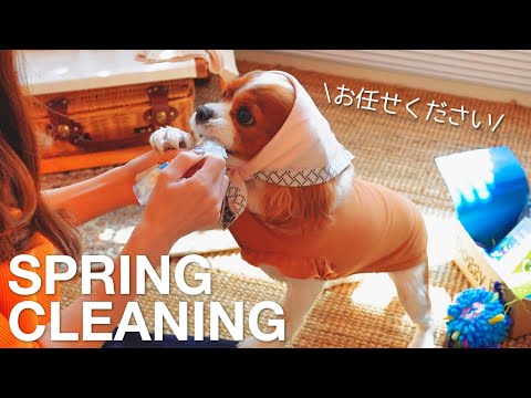 🐶👩 春の大掃除♩愛犬にお掃除をお願いしたら... 。｜キャバリアケリーってこんな子です!