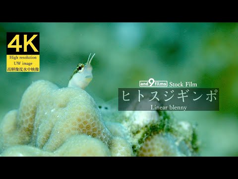 【4K 水中映像】ヒトスジギンポ / Linear blenny / Ecsenius lineatus