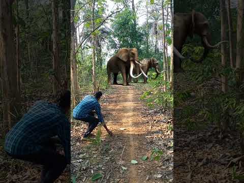 Elephant attack #shorts #short#viral  #youtubeshorts #trending#reels  #youtube #video