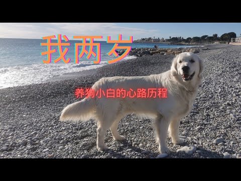 我家狗狗两岁了 生日快乐