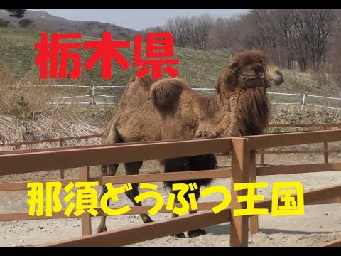 【那須】どうぶつ王国【栃木】