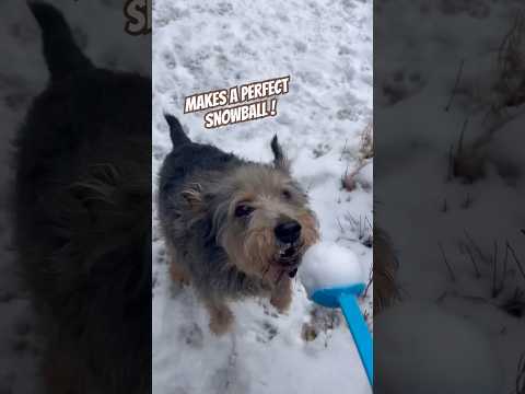 Today on the Homestead: Epic Snowball Fun With Our Dogs | Perfect Snowball Hack #shorts