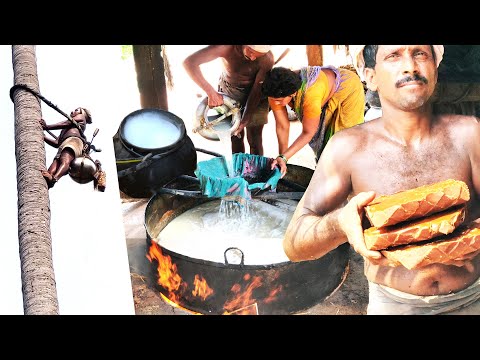 Jaggery Making Process With Toddy Sap Palm Wine Juice | Palm Jaggery | Thati Bellam | Karupatti