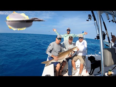 Cobia Rodeo | Fighter Jet Almost Takes Us Out 100 Miles Offshore