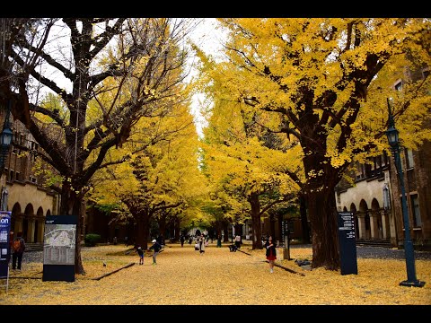 【東京大學銀杏】本鄉校區&彌生校區，每年11月下旬~12上旬，來東京必訪銀杏景點推薦！