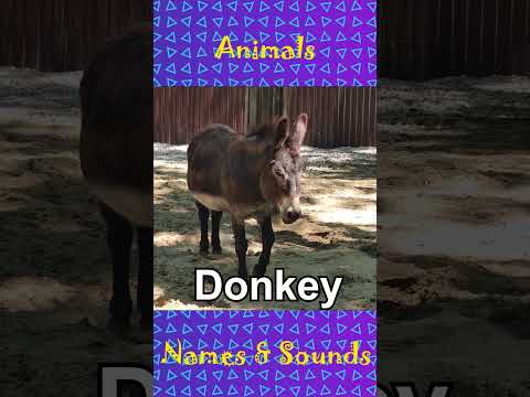 Animals names and sounds they make pt.3  #animalsounds #shorts