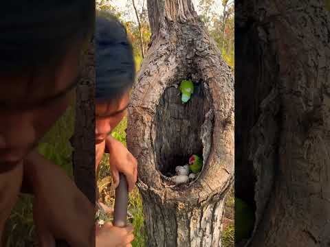 Wow parrots in laying eggs in nest Part 01 #shorts #shortvideo #parrot #wildlife