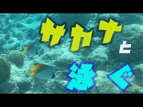 【モルディブ旅】綺麗な海とサカナに癒される！