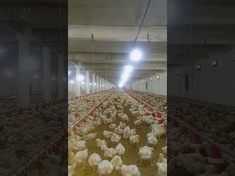 poultry farm #broiler_poultry_farm  #chickenfarming #poultryfarmbusinessplan  #murgi_palan murgifarm