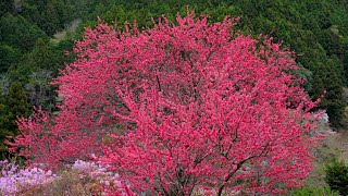 The beautiful spring scenery of "Naraki" in Ome City, Tokyo, Japan.