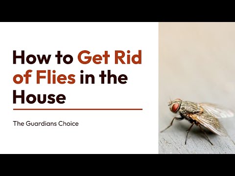 4 Simple Ways to Get Rid of Flies in the House | How to Get Rid of Flies in the House