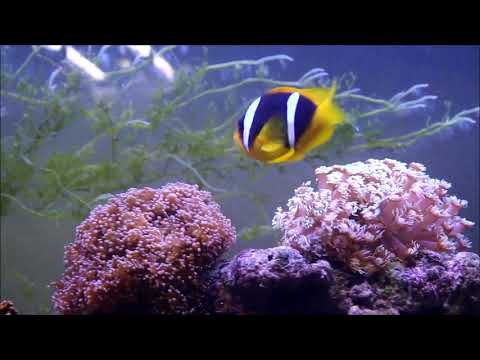 紅海雙帶小丑與斯里蘭卡雙帶小丑Two-band anemonefish & Clark's anemonefish 1k