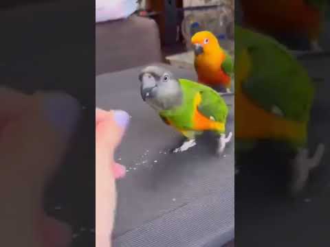 ఇంకా చాలా ఉన్నాయి🤣రెడీ చేసుకో🦜 #shorts #funnyparrot