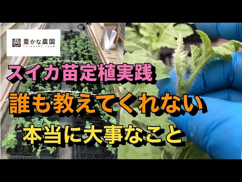 【豊かな農園③】誰も教えてくれない　本当に大事な知識　スイカ苗の定植について