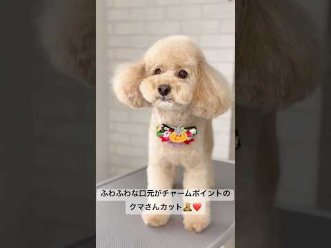 ぽてぽてとしたお耳が可愛すぎる🥰トイプードル。　#doglover #puppy #poodle #shorts #dog #トイプードル #犬 #トリミング #grooming #cute