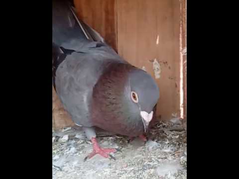 Black Madras kabutor 🕊️#kabutar#pigeon#shorts #trendingshorts#trending #shortvideo#youtube